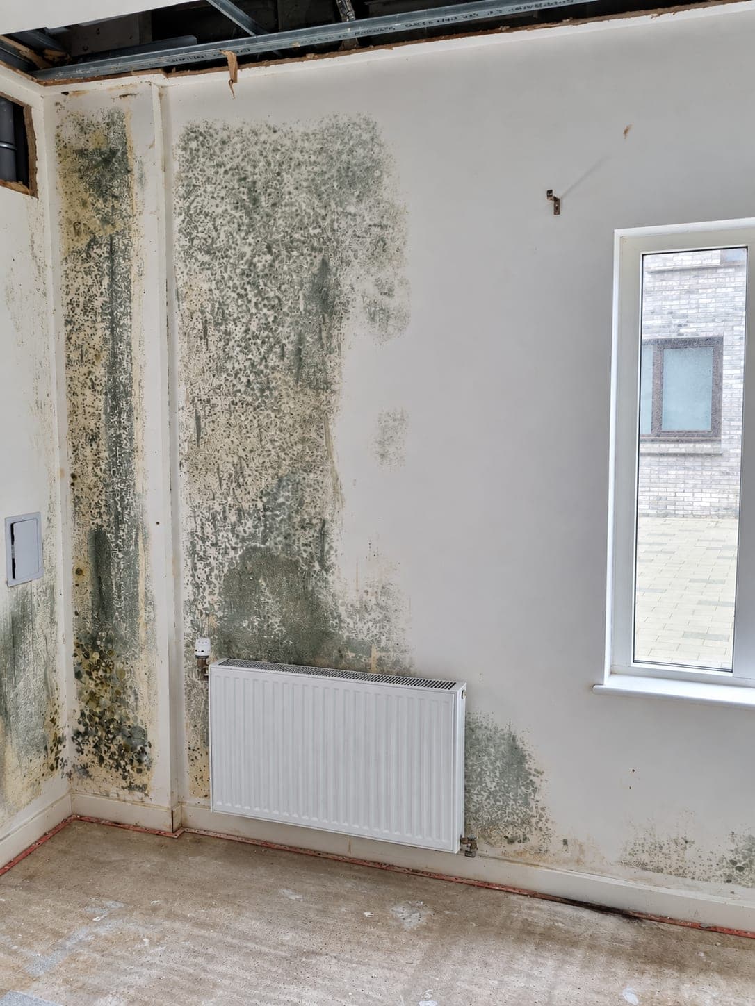 Black mould spreading across a wall and into the ceiling corner, London